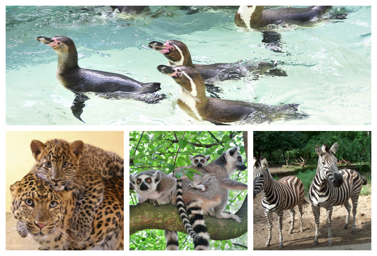 zoo